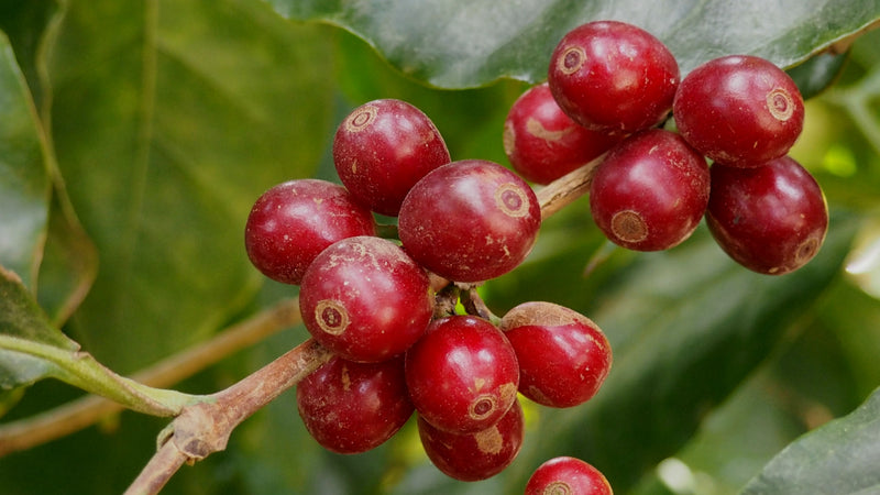 KENYA ORGANIC KIAMBU MUIRI ESTATE AB FAQ - *49538W1* - 25821 - GrainPro Bags - SPOT COSEATAC