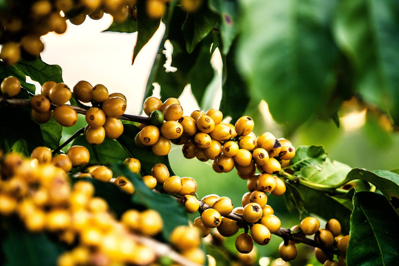 Brazil Mogiana FAF Bobolink Pirapitinga Natural Yellow Catuai - 39395 - GrainPro Bags - SPOT SEAFORTH