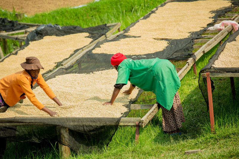 Rwanda Rulindo Murambi  - Lot 3 - 38181-3 - GrainPro Bags - SPOT COSEATAC