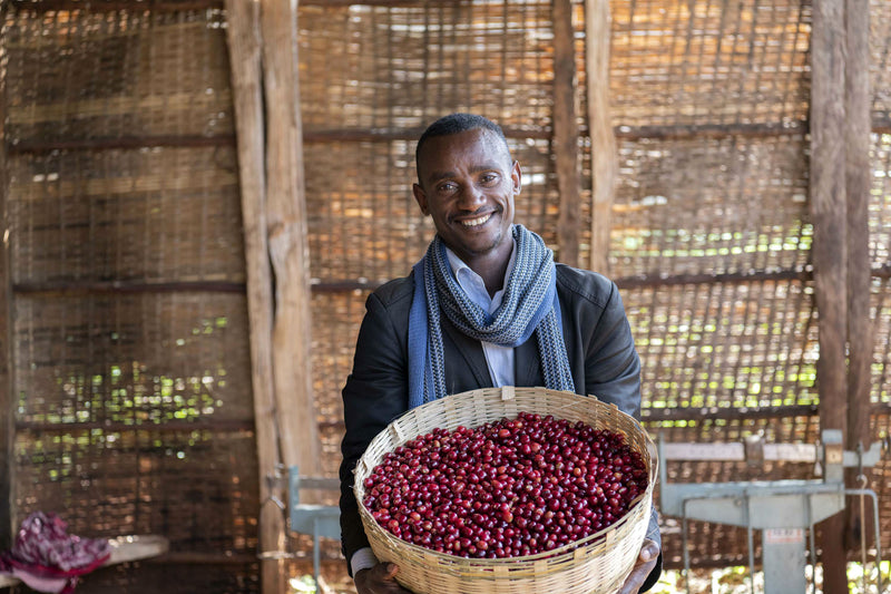 Ethiopia Yirgacheffe 1 Washed Banko Dhadhato - 36422-1 - GrainPro Bags - SPOT SEAFORTH