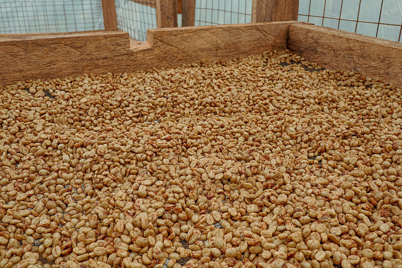 Crown Jewel Uganda Honey Rwenzori Mountains - 39618-1 - SPOT RCWHSE