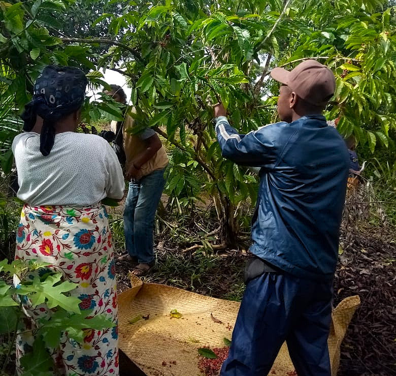 Madagascar Robusta Cherry - 38887 - GrainPro Bags - SPOT RCWHSE