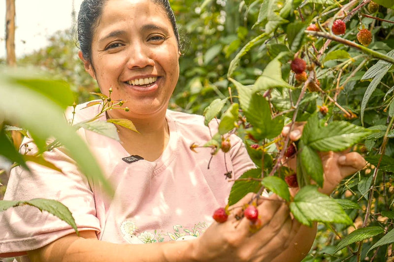 COLOMBIA ORGANIC EXCELSO EP - 39906 - 70.0 kg Bags - SPOT RCWHSE