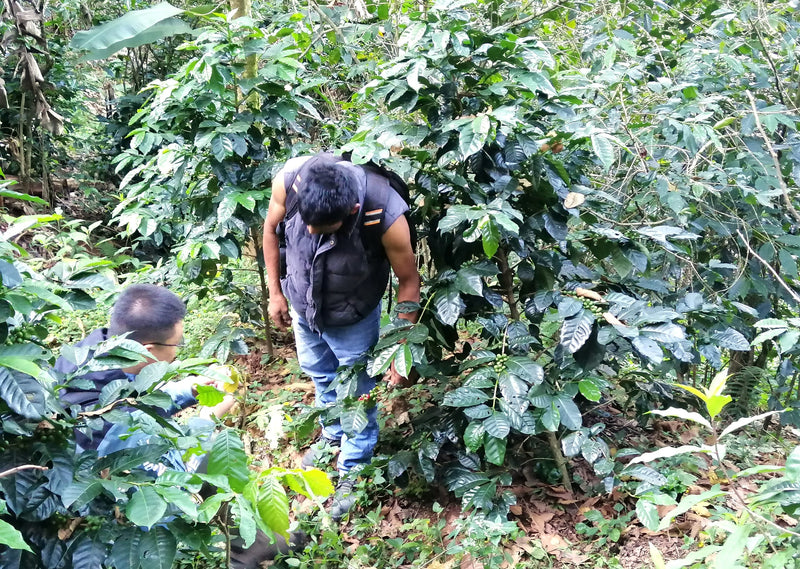 Royal Gem Mexico Oaxaca Sierra Sur Pluma San Vicente Yogondoy - 39756-1 - SPOT RCWHSE