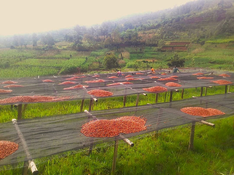 Burundi Kayanza Butanyerera Natural Grade 1 - 39353-2 - Ecotact Bags - SPOT COMIDWEST