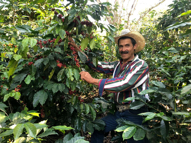 GUATEMALA ORGANIC HUEHUETENANGO ASOPCE SHB EP - 41800 - GrainPro Bags - January 2027 Shipment - RCWHSE