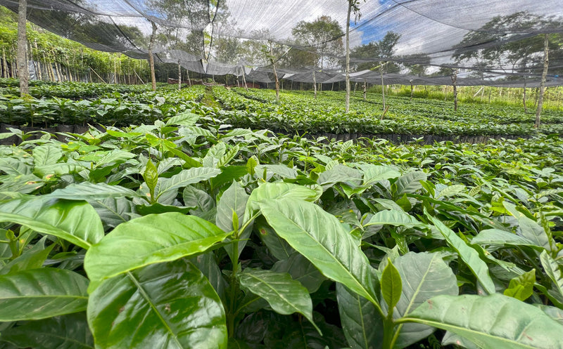 SUMATRA ORGANIC TAKENGON JAGONG JEGET IKA MANDHELING GRADE 1 - 39830-1 - SPOT COMIDWEST