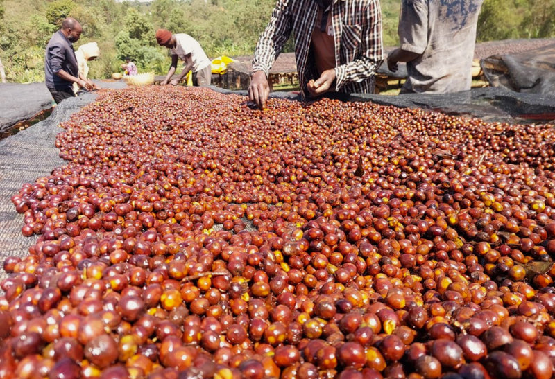 Crown Jewel Ethiopia Anaerobic Natural Lemongrass Co-ferment Banko Chelchele - 40655-1 - SPOT RCWHSE