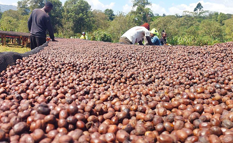 Ethiopia Gedeb 1 Natural Lalesa - 39082 - 30.0 kg GrainPro Bags - SPOT SHANGHAI
