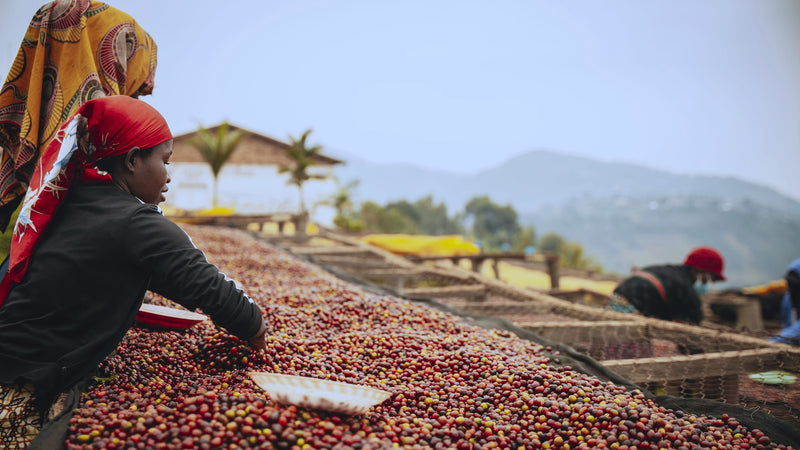 RWANDA FT-FLO ORGANIC DUKUNDE KAWA MBILIMA NATURAL - Lot 0104A1 - 37775-1 - GrainPro Bags - SPOT SEAFORTH