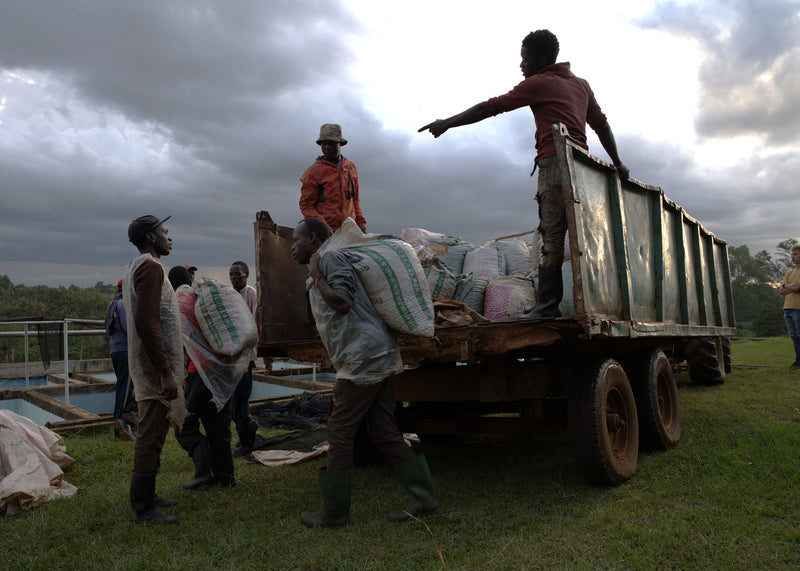 Kenya Oaklands Natural - 46KF0082 - 38759 - GrainPro Bags - SPOT SEAFORTH