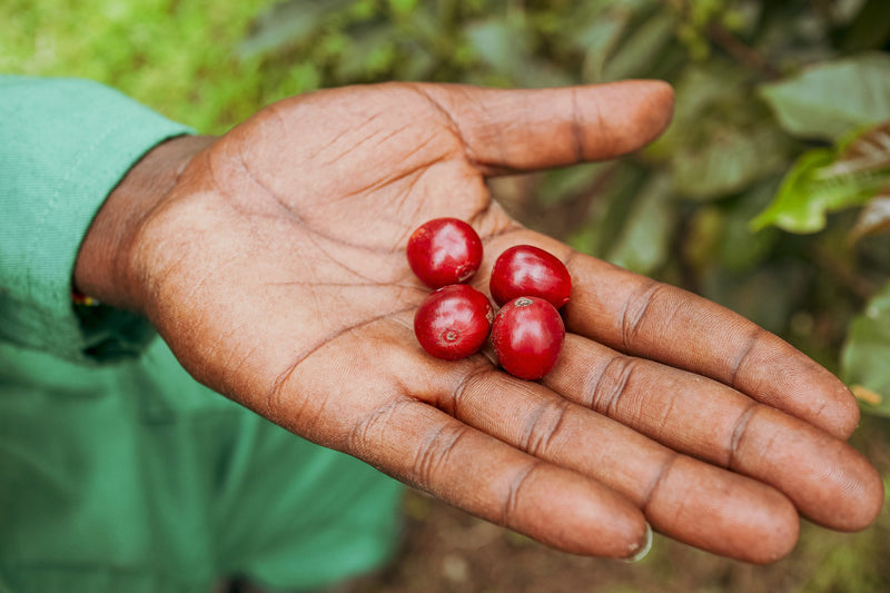 Crown Jewel Uganda Honey Rwenzori Mountains - 39618-1 - SPOT RCWHSE