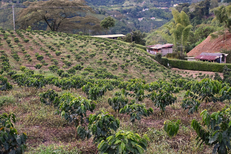 Colombia Caldas Finca El Renacer Typica Mejorado - 39964 - 20.0 kg Box/Vacuum Pack - SPOT SHANGHAI