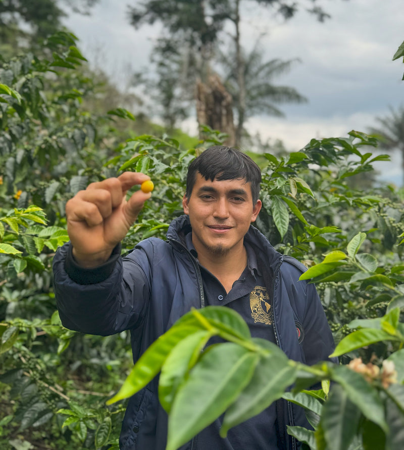 PERU ORGANIC SAN IGNACIO LUIS COLUNCHE LA FORTUNA - 39004 - GrainPro Bags - SPOT SEAFORTH