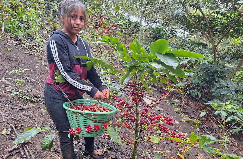 Guatemala Huehuetenango San Mateo SHB EP - 38946 - SPOT RCWHSE