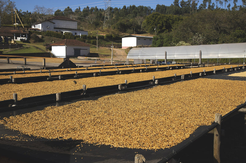 Brazil Fazenda Cachoeira da Grama Pulped Natural 2/3 15+ - 40401 - Videplast Bags - ETA: Dec 11, 2026 - RCWHSE
