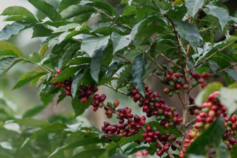 Honduras Marcala Comsa Pedro Turcios Finca Maria Bonita - 41759 - GrainPro Bags - SPOT RCWHSE