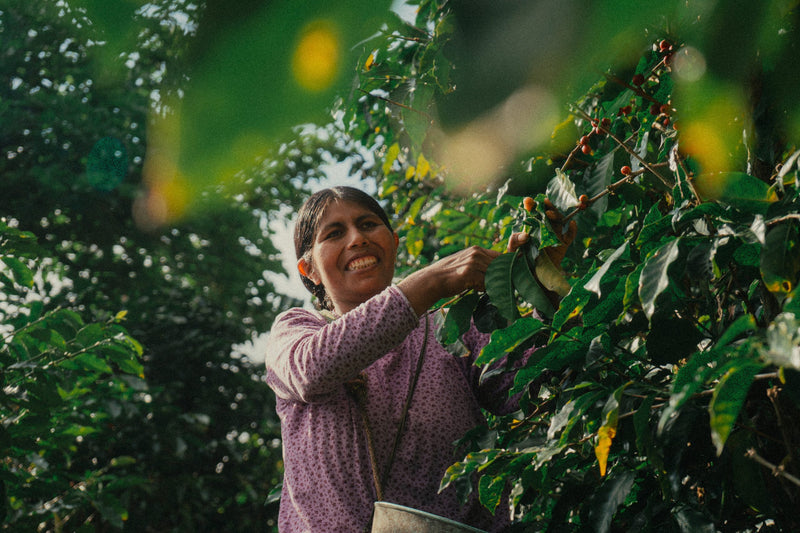 BOLIVIA ORGANIC CARANAVI ALJIRI - 39120-1 - GrainPro Bags - SPOT DUPUYHOU