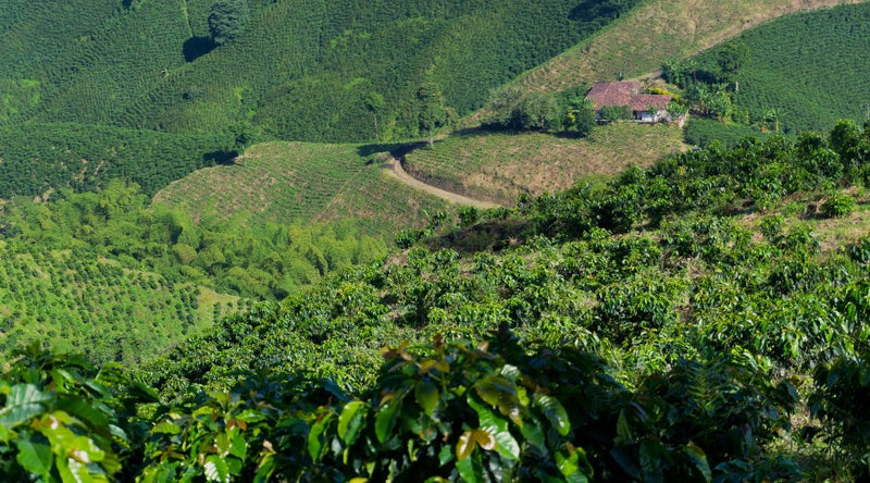 Colombia Caldas Finca El Renacer Typica Mejorado - 39964 - 20.0 kg Box/Vacuum Pack - SPOT SHANGHAI