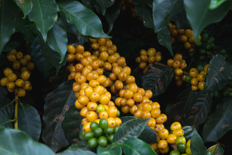 Brazil Fazenda Cachoeira da Grama Pulped Natural 2/3 15+ - 40401 - Videplast Bags - ETA: Dec 11, 2026 - RCWHSE