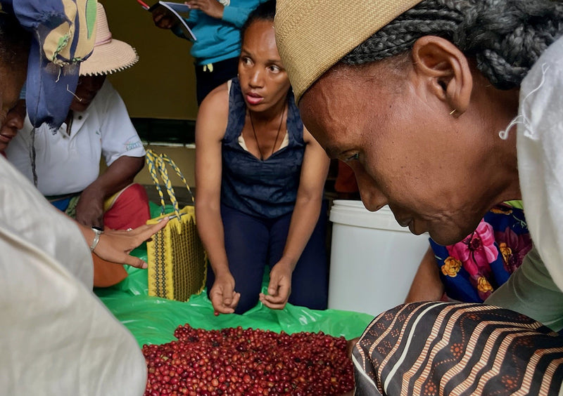 Madagascar Robusta Cherry - 38887 - GrainPro Bags - SPOT RCWHSE