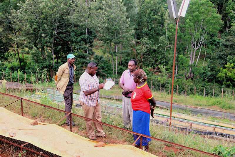 Kenya Nyeri Othaya Peaberry - 10KE2021 - 39974-1 - GrainPro Bags - SPOT COMIDWEST