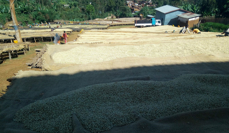 Ethiopia Yirgacheffe Gedeb 1 Washed Daniel Mijane Banko Gotiti - 29636 - GrainPro Bags - SPOT RCWHSE