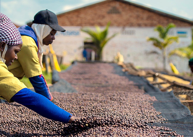 RWANDA FT-FLO ORGANIC DUKUNDE KAWA MBILIMA NATURAL - Lot 0104A1 - 37775-1 - GrainPro Bags - SPOT SEAFORTH