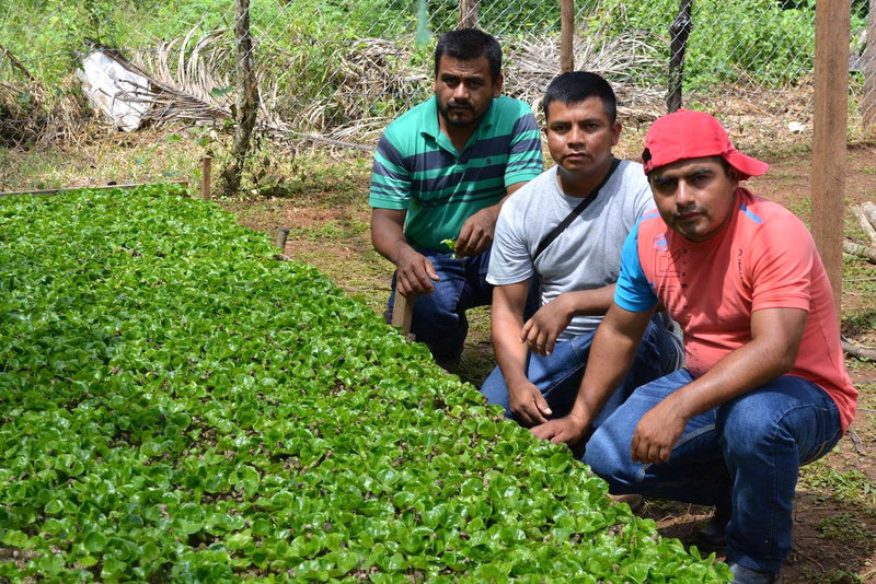 MEXICO FT-FLO ORGANIC OAXACA CEPCO ALTURA HG EP - 40420 - GrainPro Bags - SPOT RCWHSE
