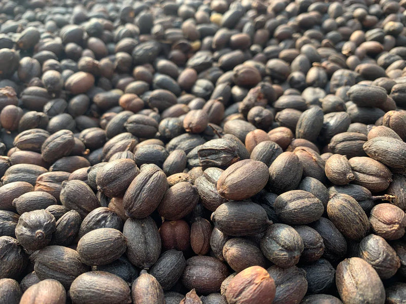 ROYAL GEM HONDURAS ORGANIC CAFESMO ROY HERNANDEZ NATURAL ANAEROBIC PARAINEMA - Lot 21 - 41043-1 - SPOT RCWHSE