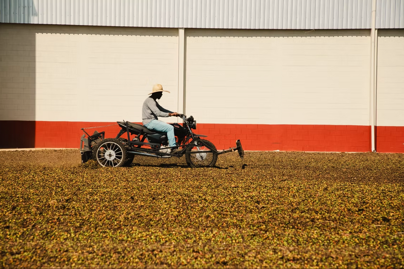 BRAZIL ORGANIC MOGIANA FAZENDA DA CABANA SS FC 15+ - 39374 - Videplast Bags - SPOT RCWHSE