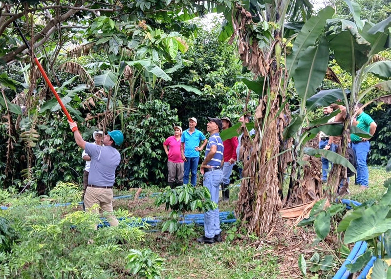 Costa Rica San Ramon Peaberry Especial - 42039 - GrainPro Bags - April 2027 Shipment - RCWHSE