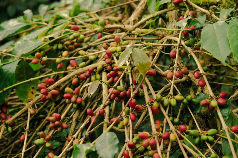 Sumatra Gayo Natural - 41068 - GrainPro Bags - SPOT RCWHSE