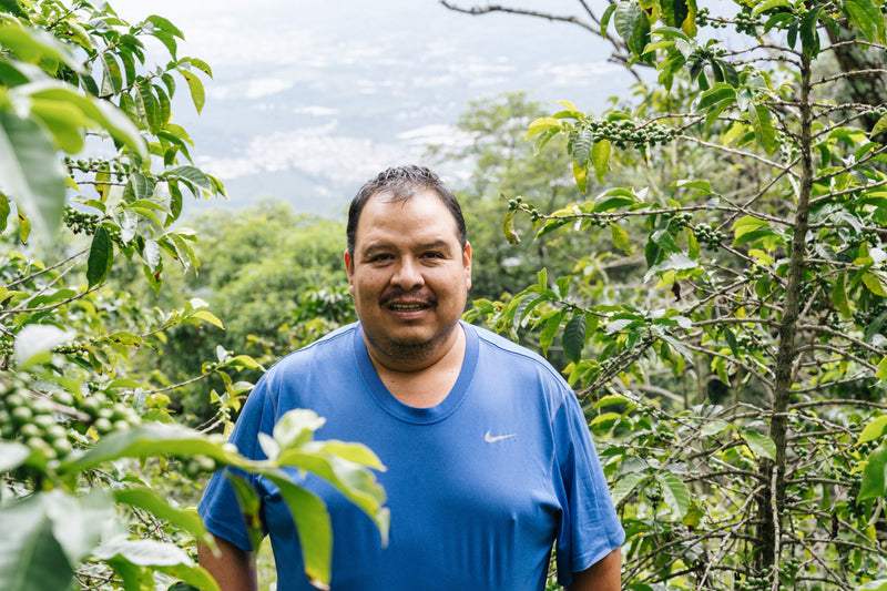 Crown Jewel Guatemala Washed Antigua Luis Girón - 41447-1 - SPOT RCWHSE