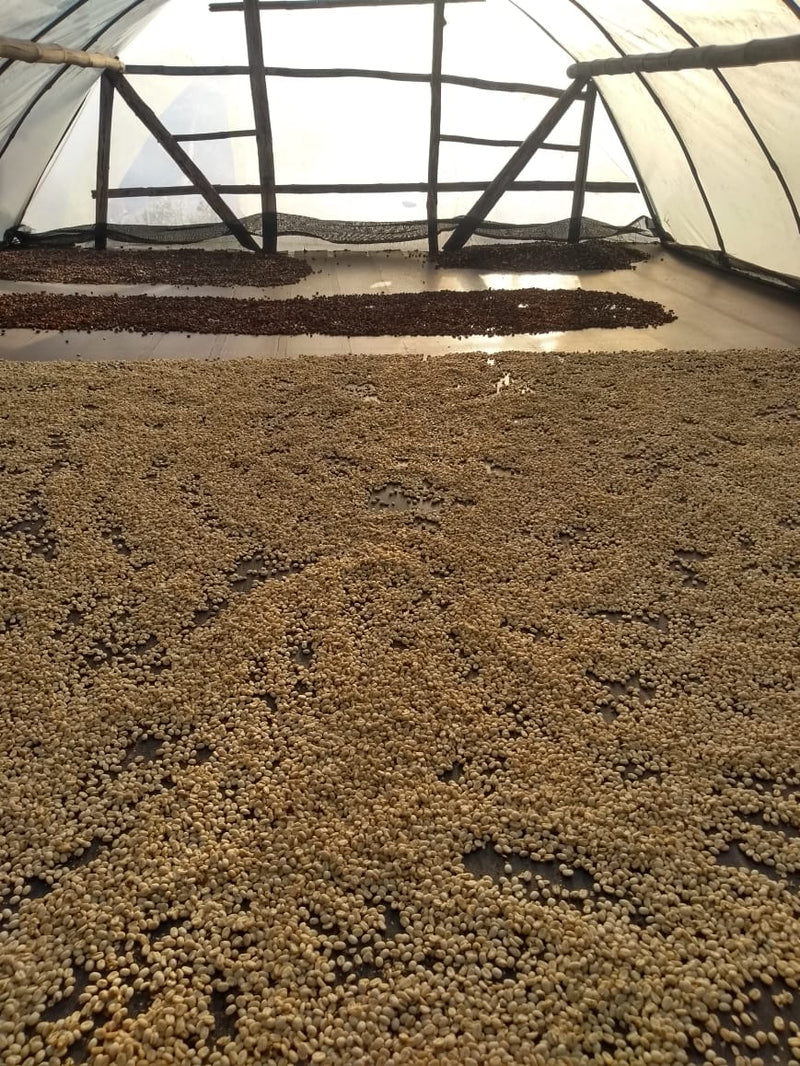 Colombia El Encanto Geisha Exotico - 40469 - 20.0 kg Box/Vacuum Pack - SPOT SHANGHAI