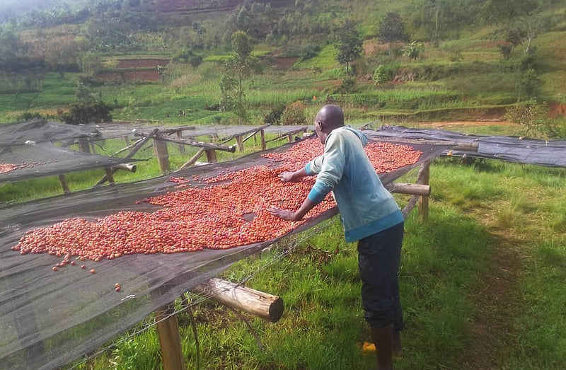 Burundi Muyinga Buhumuza Natural Grade 2 - 39354 - Ecotact Bags - SPOT RCWHSE