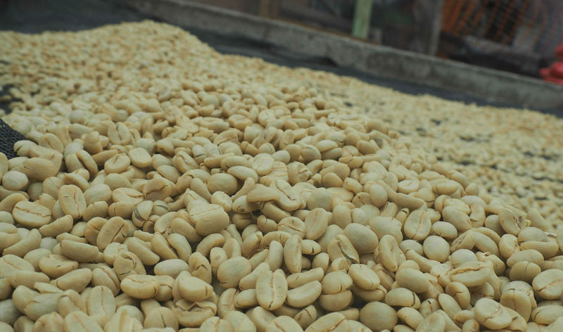 KENYA ORGANIC KIAMBU MUIRI ESTATE AB FAQ - *49538W1* - 25821 - GrainPro Bags - SPOT COSEATAC