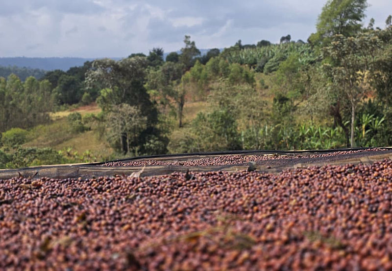 Ethiopia Gedeb 1 Natural Lalesa - 39082 - 30.0 kg GrainPro Bags - SPOT SHANGHAI