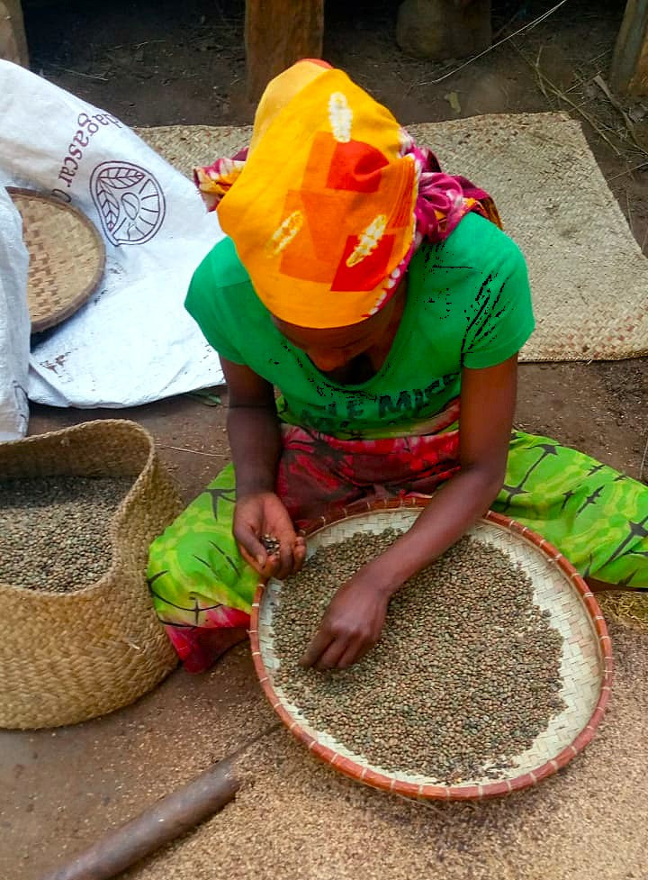 Madagascar Robusta Cherry - 38887 - GrainPro Bags - SPOT RCWHSE