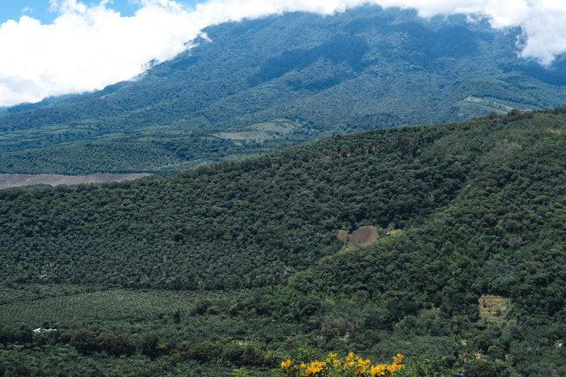 Crown Jewel Guatemala Washed Antigua Luis Girón - 41447-1 - SPOT RCWHSE
