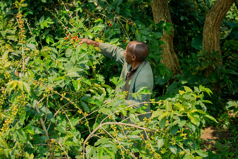 Rwanda Rulindo Murambi  - Lot 3 - 38181-3 - GrainPro Bags - SPOT COSEATAC