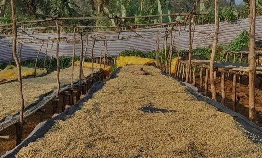 ETHIOPIA SIDAMO 2 WASHED ORGANIC - 39594 - GrainPro Bags - SPOT RCWHSE
