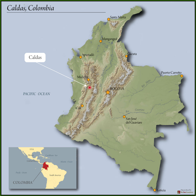 Colombia Caldas Finca El Renacer Typica Mejorado - 39964 - 20.0 kg Box/Vacuum Pack - SPOT SHANGHAI