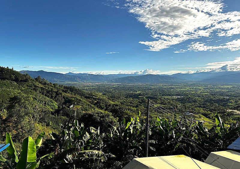 COLOMBIA ORGANIC HUILA EL BOMBO - 40144 - 70.0 kg GrainPro Bags - SPOT SEAFORTH