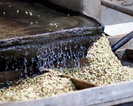 ETHIOPIA YIRGACHEFFE 1 WASHED FT-FLO ORGANIC KONGA - 37019 - GrainPro Bags - SPOT SEAFORTH