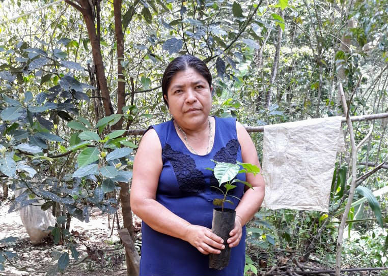 Mexico Oaxaca Pluma Santiago Yaitepec - *50579* - 25013 - GrainPro Bags - SPOT RCWHSE