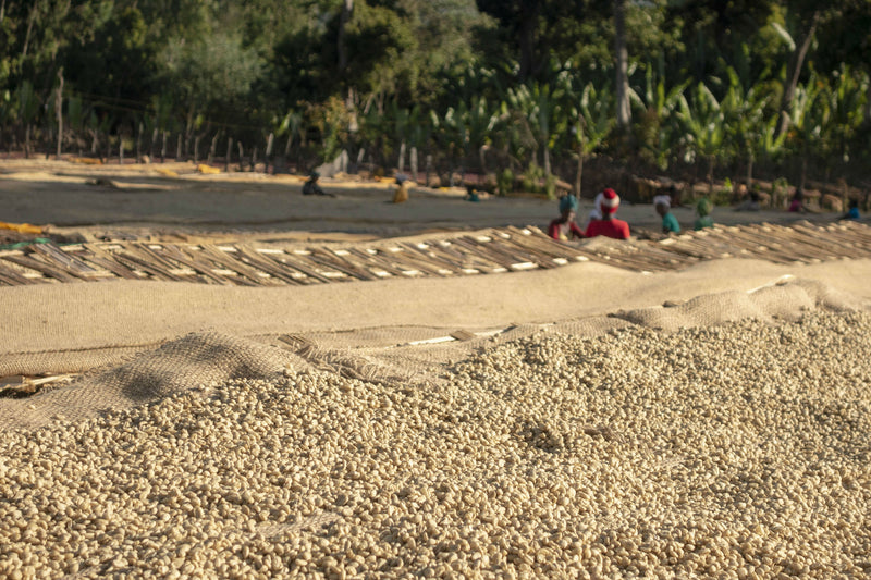 ROYAL GEM ETHIOPIA YIRGACHEFFE 2 WASHED FT-FLO ORGANIC HALO BARITI YCFCU COMPUTER LAB BUILD - 39781-1 - SPOT RCWHSE