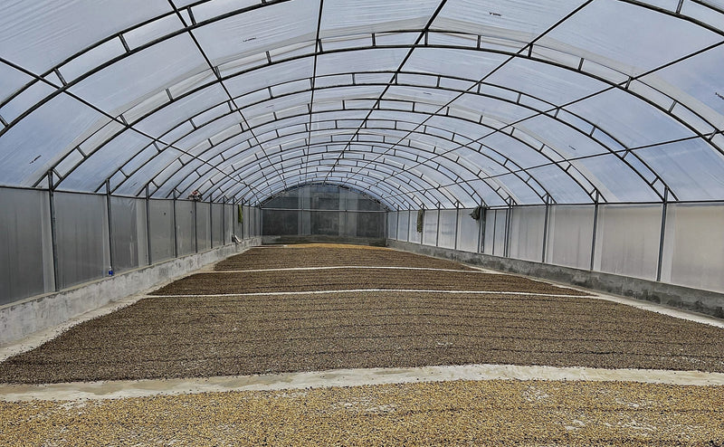 SUMATRA ORGANIC TAKENGON JAGONG JEGET IKA MANDHELING GRADE 1 - 39831 - SPOT RCWHSE