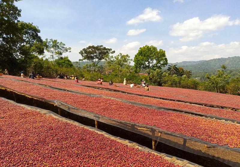 Crown Jewel Ethiopia Anaerobic Natural Welisho Hambela - 40116-1 - SPOT RCWHSE