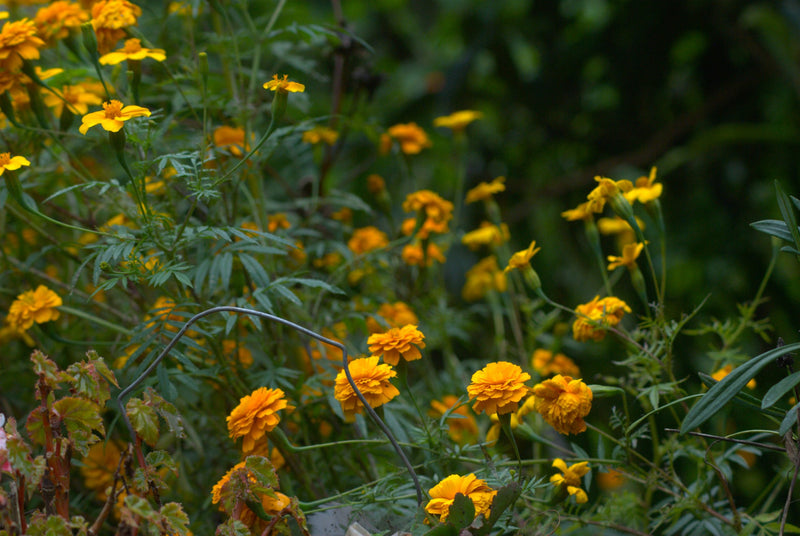 HONDURAS FT-USA ORGANIC APROCOMSA HG EP - 37888 - SPOT RCWHSE